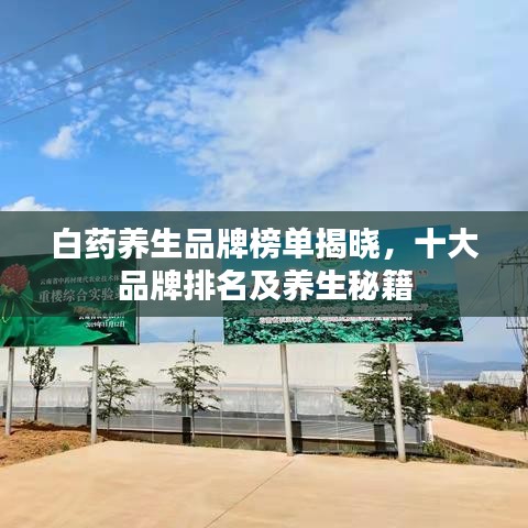 白藥養(yǎng)生品牌榜單揭曉，十大品牌排名及養(yǎng)生秘籍