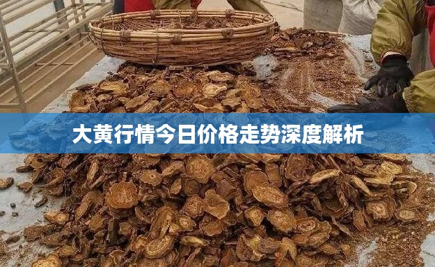 大黃行情今日價(jià)格走勢深度解析