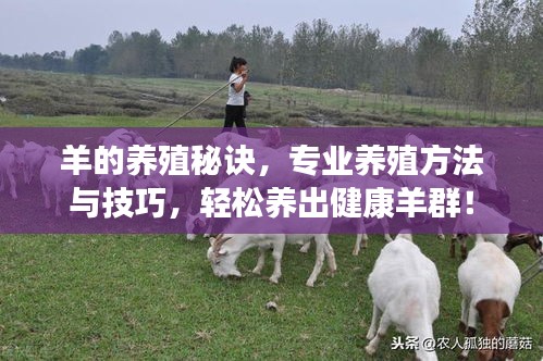 羊的養(yǎng)殖秘訣，專業(yè)養(yǎng)殖方法與技巧，輕松養(yǎng)出健康羊群！