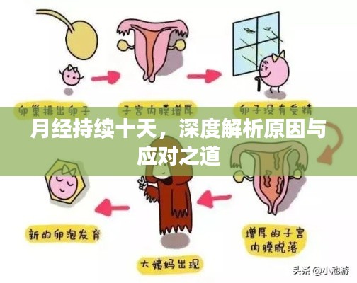 月經(jīng)持續(xù)十天，深度解析原因與應(yīng)對之道