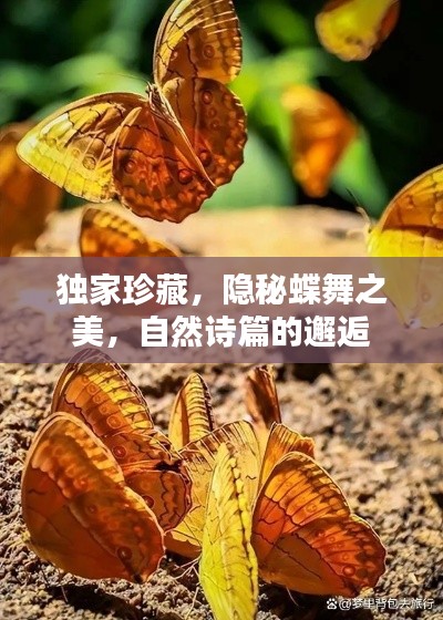 獨家珍藏，隱秘蝶舞之美，自然詩篇的邂逅