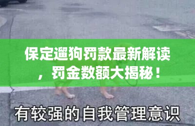 保定遛狗罰款最新解讀，罰金數(shù)額大揭秘！