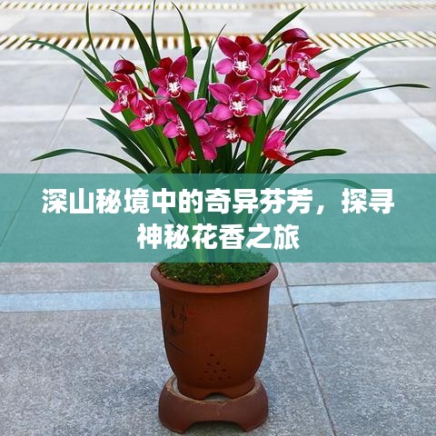 深山秘境中的奇異芬芳，探尋神秘花香之旅