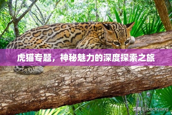 虎貓專題，神秘魅力的深度探索之旅