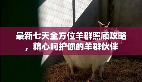 最新七天全方位羊群照顧攻略，精心呵護(hù)你的羊群伙伴