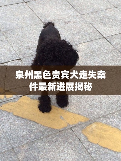 泉州黑色貴賓犬走失案件最新進展揭秘