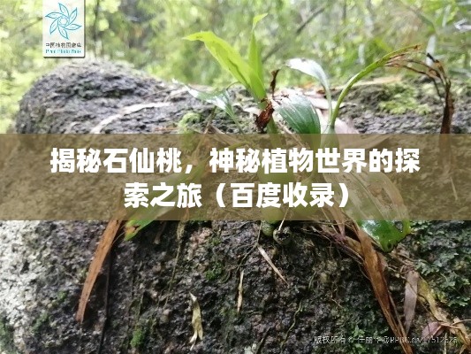 揭秘石仙桃，神秘植物世界的探索之旅（百度收錄）