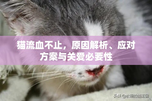 貓流血不止，原因解析、應對方案與關(guān)愛必要性