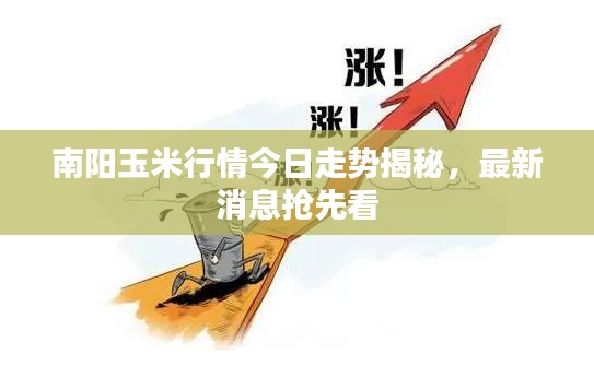南陽玉米行情今日走勢揭秘，最新消息搶先看
