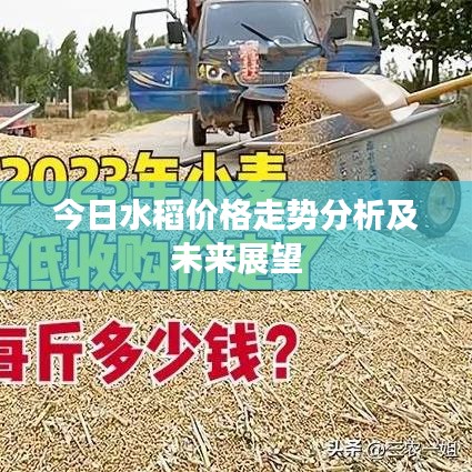 今日水稻價(jià)格走勢(shì)分析及未來(lái)展望