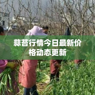 蒜苔行情今日最新價(jià)格動(dòng)態(tài)更新