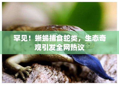 罕見！蜥蜴捕食蛇類，生態(tài)奇觀引發(fā)全網(wǎng)熱議