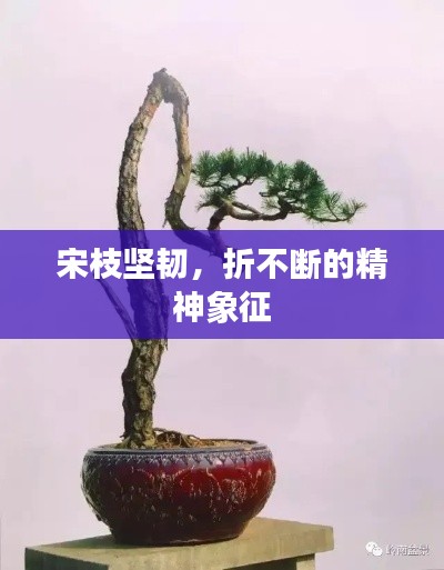 宋枝堅韌，折不斷的精神象征