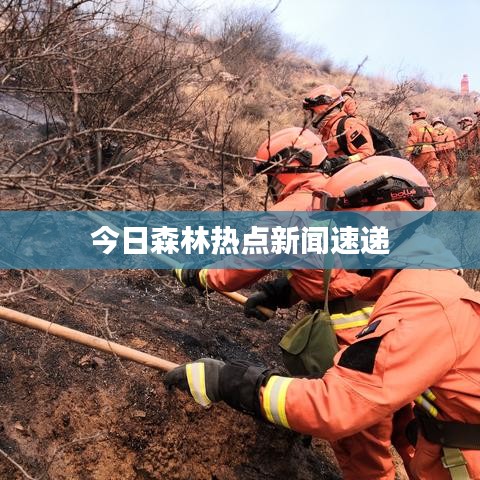 今日森林熱點新聞速遞
