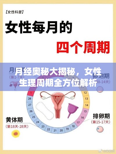 月經(jīng)奧秘大揭秘，女性生理周期全方位解析