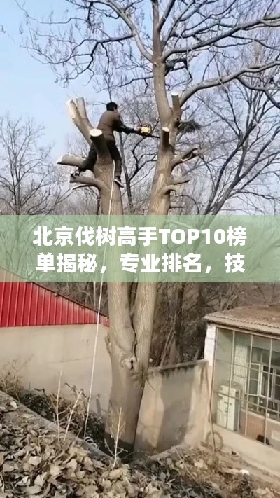 北京伐樹高手TOP10榜單揭秘，專業(yè)排名，技藝非凡