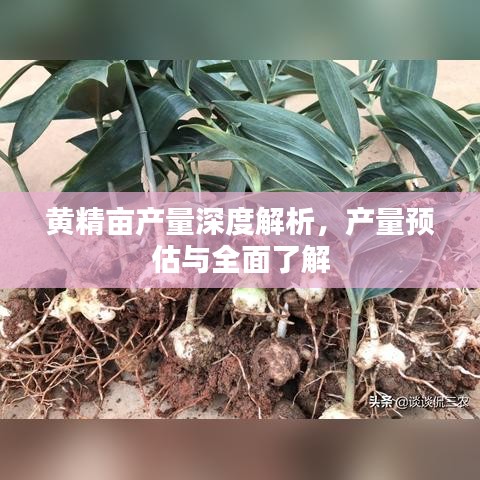黃精畝產(chǎn)量深度解析，產(chǎn)量預(yù)估與全面了解