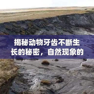 揭秘動(dòng)物牙齒不斷生長(zhǎng)的秘密，自然現(xiàn)象的科學(xué)與解析