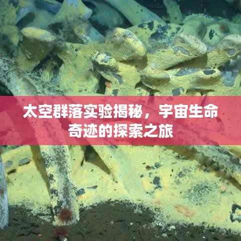 太空群落實驗揭秘，宇宙生命奇跡的探索之旅