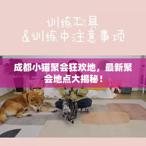 成都小貓聚會(huì)狂歡地，最新聚會(huì)地點(diǎn)大揭秘！