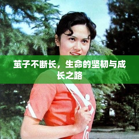 繭子不斷長，生命的堅韌與成長之路