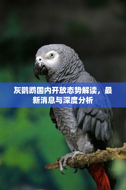 灰鸚鵡國(guó)內(nèi)開放態(tài)勢(shì)解讀，最新消息與深度分析
