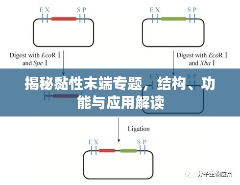 揭秘黏性末端專題，結(jié)構(gòu)、功能與應(yīng)用解讀
