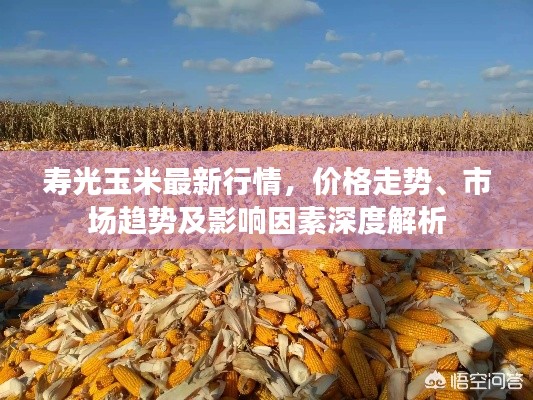 壽光玉米最新行情，價(jià)格走勢(shì)、市場(chǎng)趨勢(shì)及影響因素深度解析