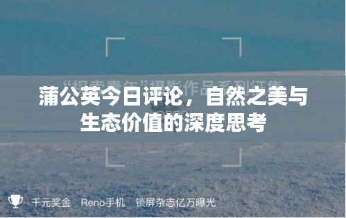 蒲公英今日評(píng)論，自然之美與生態(tài)價(jià)值的深度思考