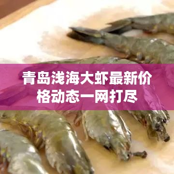 青島淺海大蝦最新價(jià)格動(dòng)態(tài)一網(wǎng)打盡