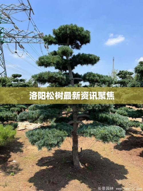 洛陽松樹最新資訊聚焦