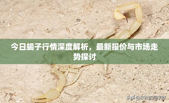 今日蝎子行情深度解析，最新報(bào)價(jià)與市場(chǎng)走勢(shì)探討