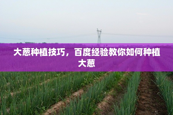 大蔥種植技巧，百度經(jīng)驗(yàn)教你如何種植大蔥