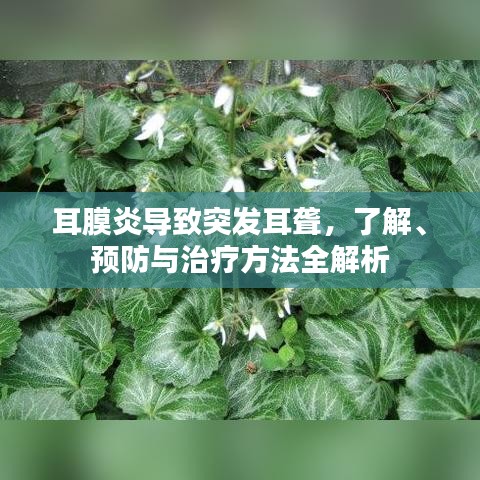 耳膜炎導(dǎo)致突發(fā)耳聾，了解、預(yù)防與治療方法全解析