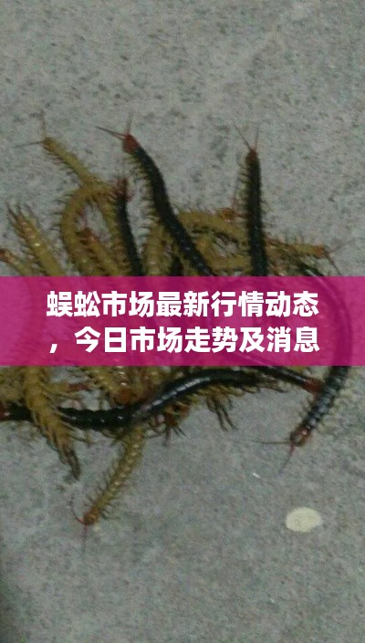 蜈蚣市場(chǎng)最新行情動(dòng)態(tài)，今日市場(chǎng)走勢(shì)及消息速遞