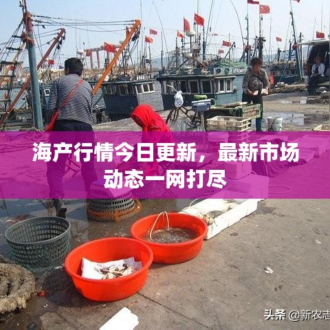 海產(chǎn)行情今日更新，最新市場動態(tài)一網(wǎng)打盡