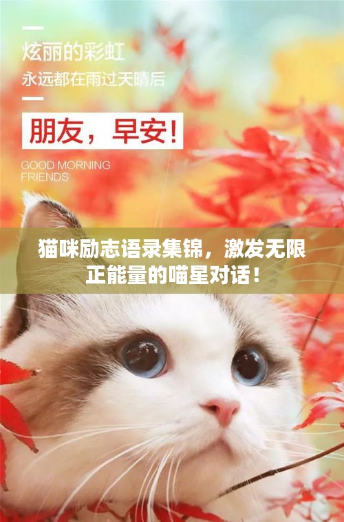 貓咪勵(lì)志語錄集錦，激發(fā)無限正能量的喵星對(duì)話！