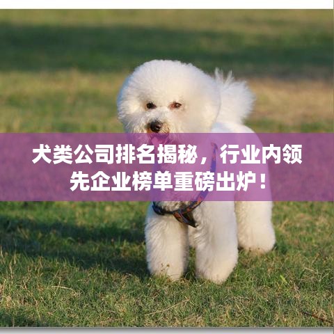 犬類公司排名揭秘，行業(yè)內(nèi)領(lǐng)先企業(yè)榜單重磅出爐！