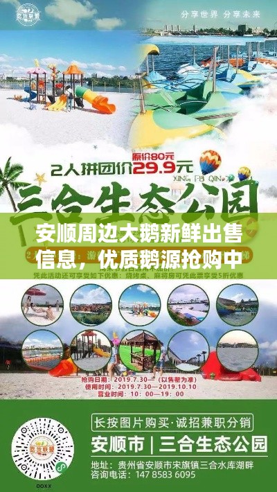 安順周邊大鵝新鮮出售信息，優(yōu)質(zhì)鵝源搶購中