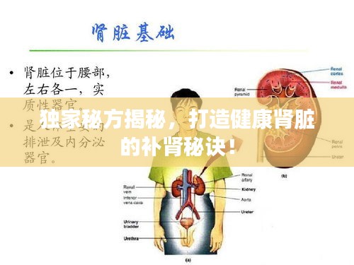 獨(dú)家秘方揭秘，打造健康腎臟的補(bǔ)腎秘訣！