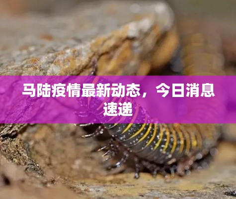 馬陸疫情最新動態(tài)，今日消息速遞