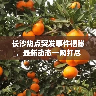 長沙熱點突發(fā)事件揭秘，最新動態(tài)一網(wǎng)打盡