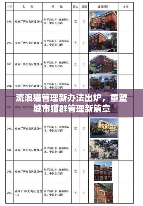 流浪貓管理新辦法出爐，重塑城市貓群管理新篇章