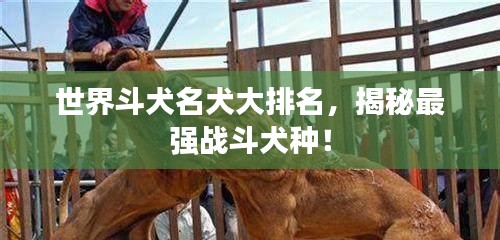 世界斗犬名犬大排名，揭秘最強(qiáng)戰(zhàn)斗犬種！