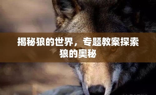 揭秘狼的世界，專(zhuān)題教案探索狼的奧秘